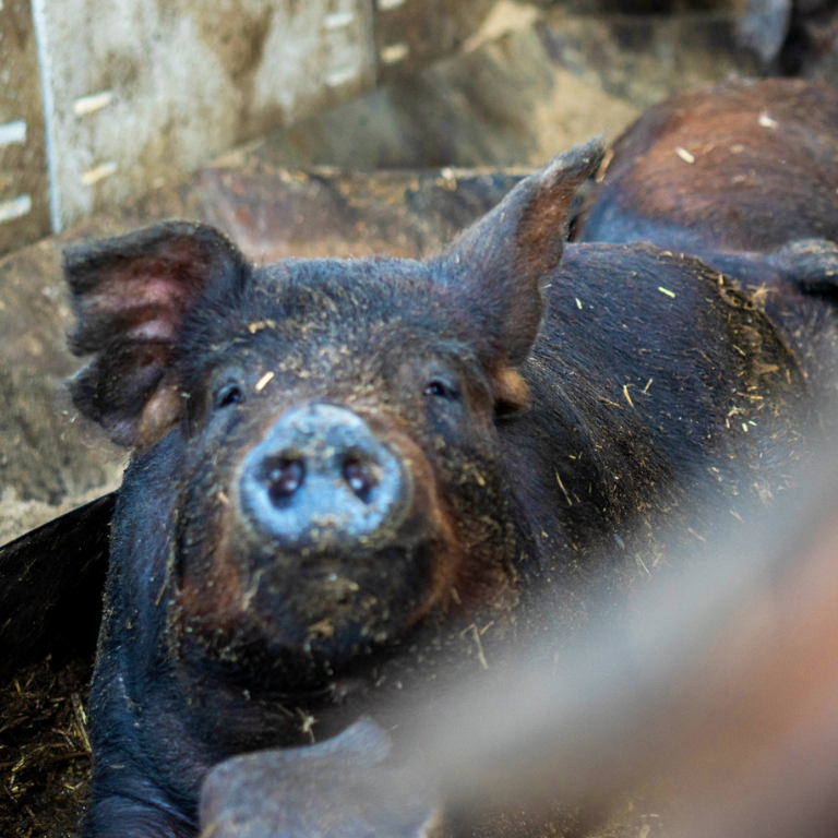 Mangalica kocsonya - 330 ml